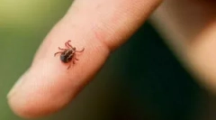 Što učiniti ako je glava za krpelj ostala u tijelu?